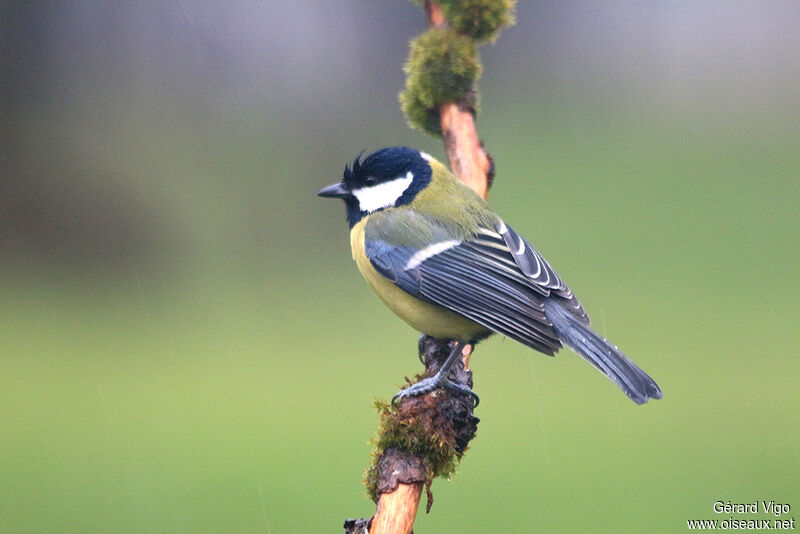 Mésange charbonnièreadulte