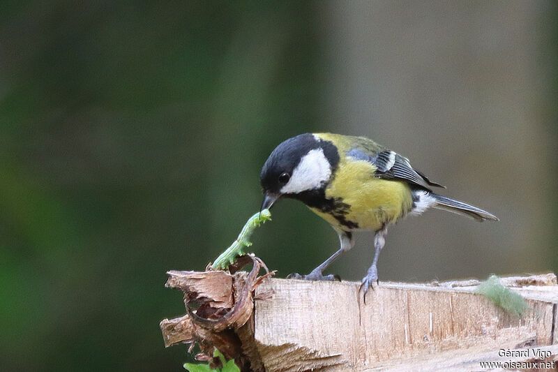 Mésange charbonnièreadulte