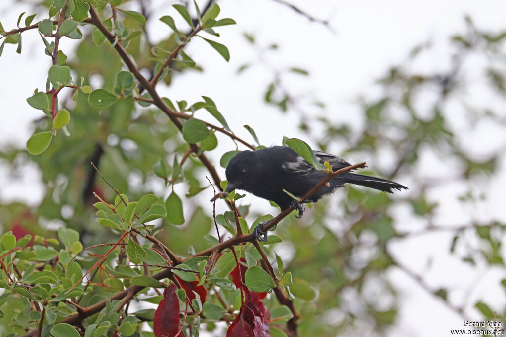 Mésange de Carpadulte