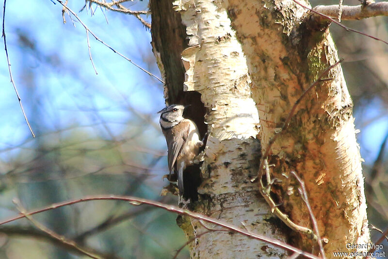 Mésange huppéeadulte