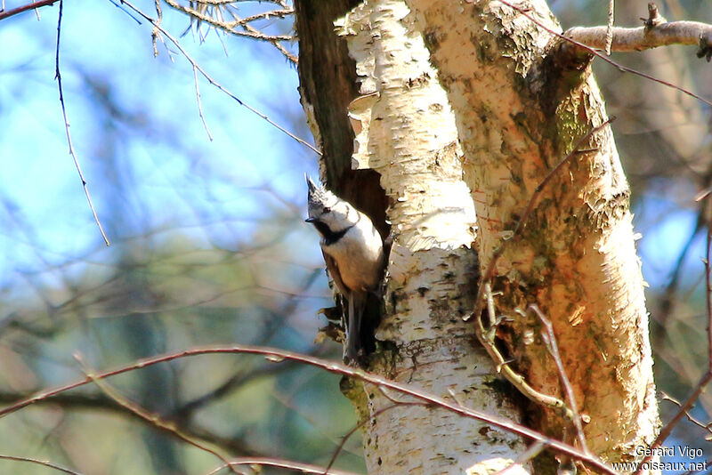 Crested Titadult