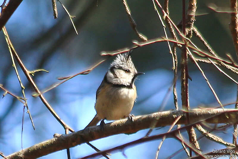 Mésange huppéeadulte