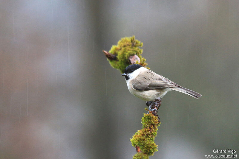 Mésange nonnetteadulte