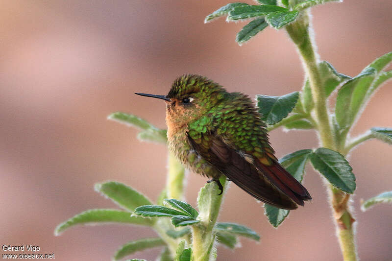 Tyrian Metaltail female adult, identification