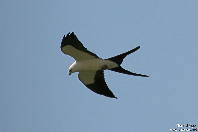 Swallow-tailed Kiteadult, Flight