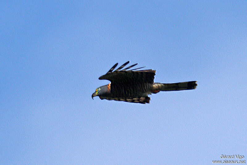 Hook-billed Kite female adult