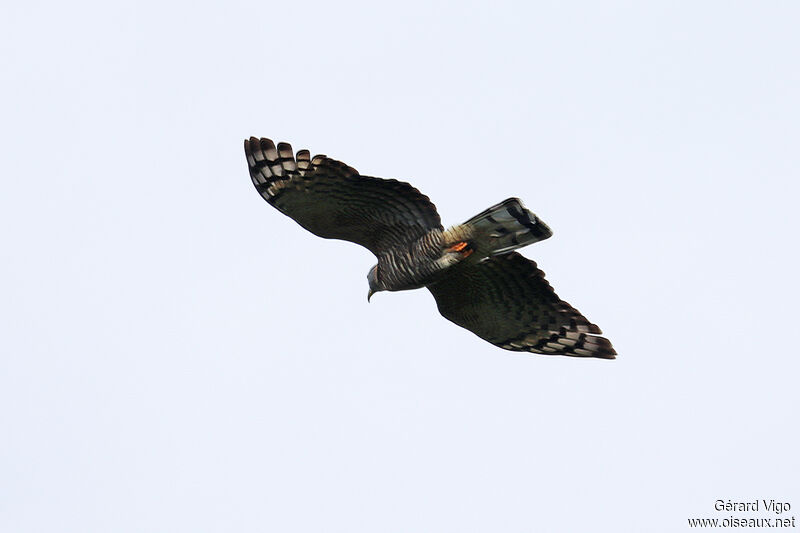 Hook-billed Kite female adult