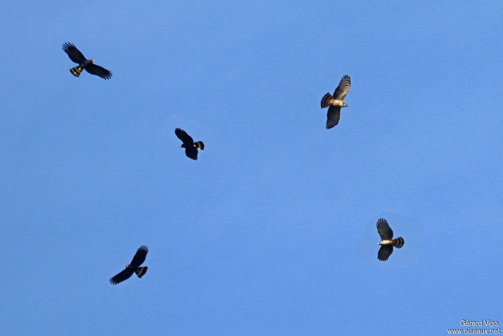 Milan bec-en-croc - Bec-en-croc de Temminck<br />adulte, Vol