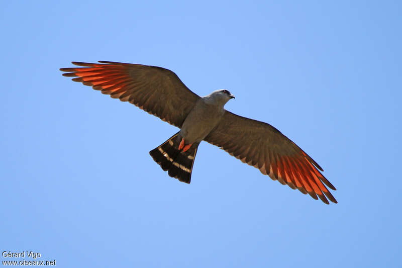 Plumbeous Kiteadult, pigmentation, Flight