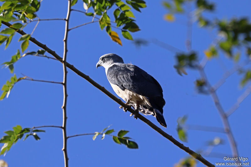 Grey-headed Kiteadult