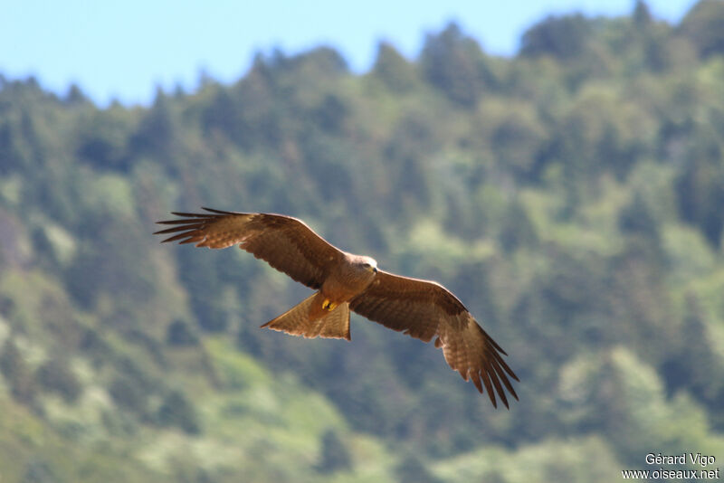 Black Kiteadult, Flight