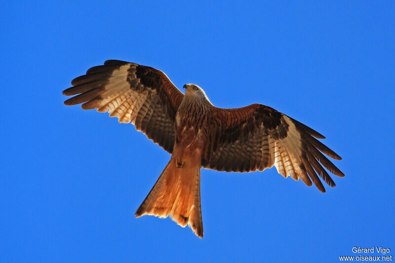 Red Kiteadult, Flight