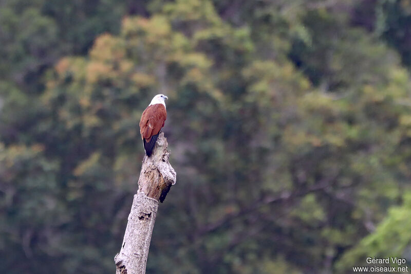 Brahminy Kiteadult