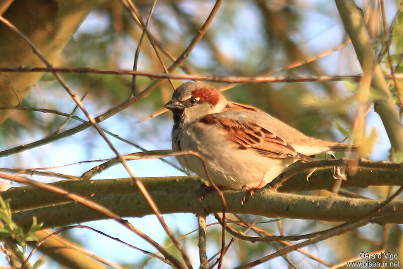 Moineau domestique mâle juvénile