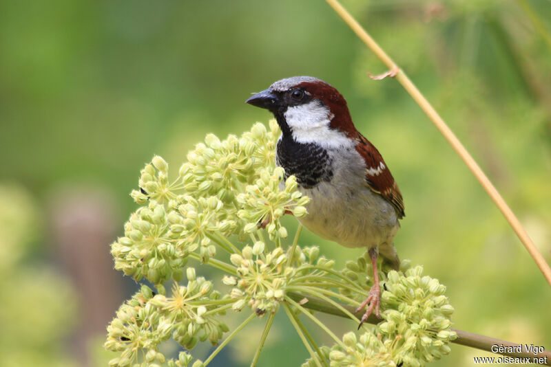 Moineau domestique mâle adulte