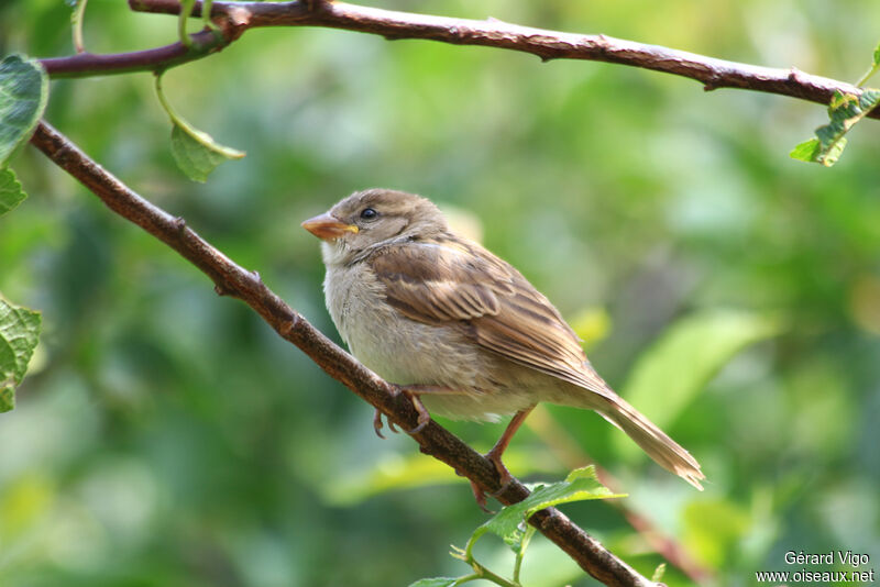 Moineau domestique femelle juvénile