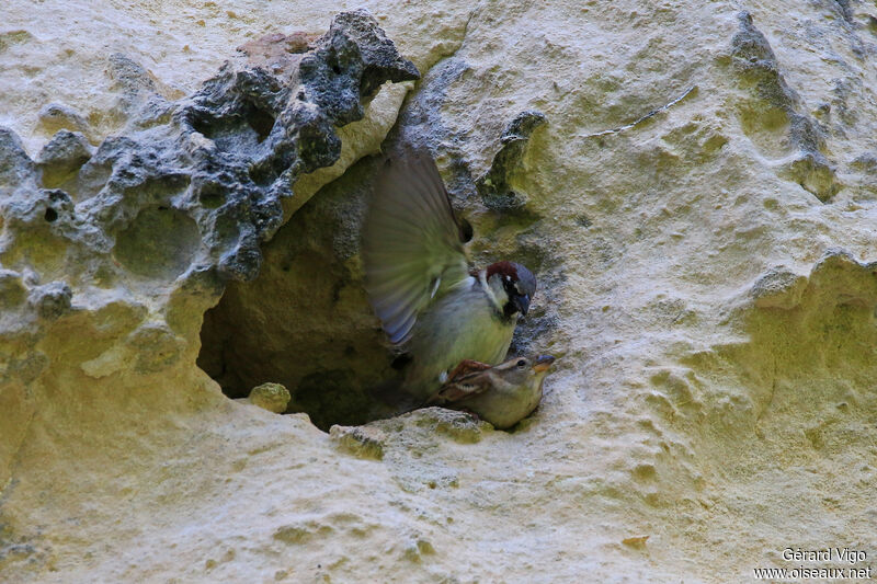 Moineau domestiqueadulte, accouplement.