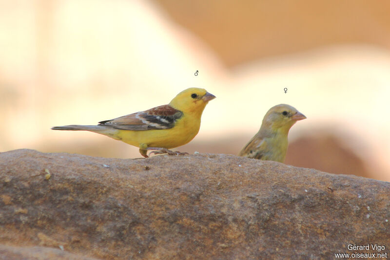 Moineau doré adulte