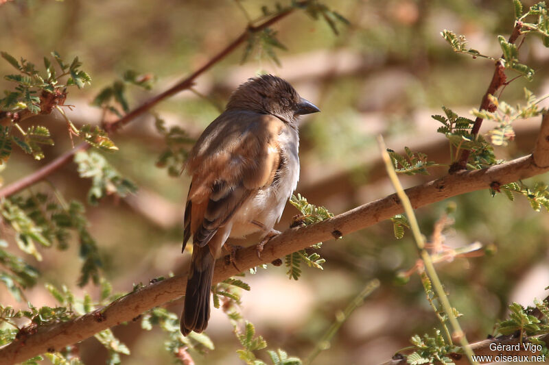 Moineau grisadulte