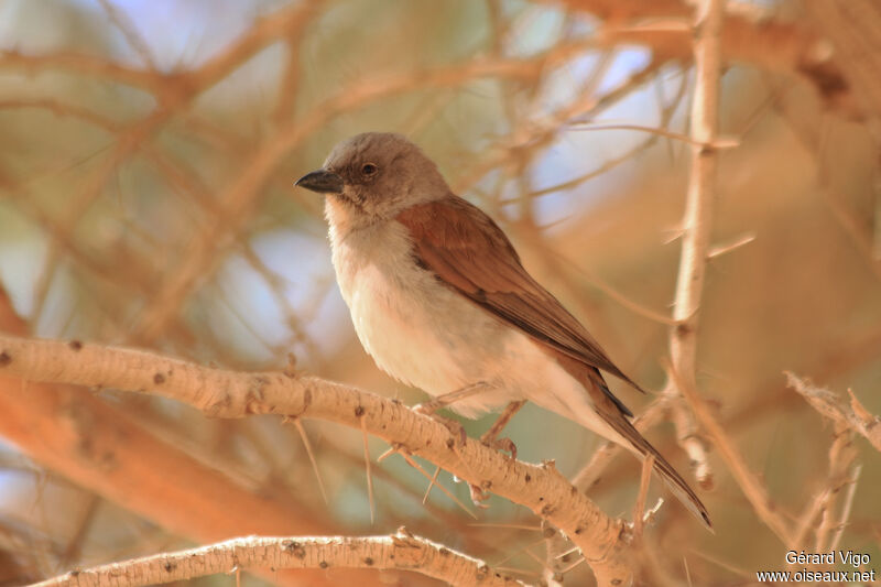 Moineau grisadulte