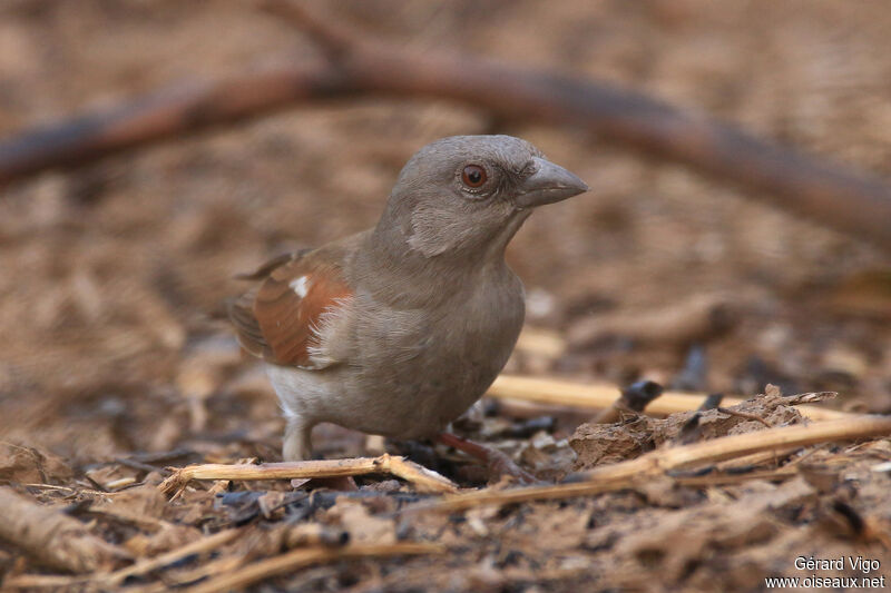 Moineau grisadulte, portrait