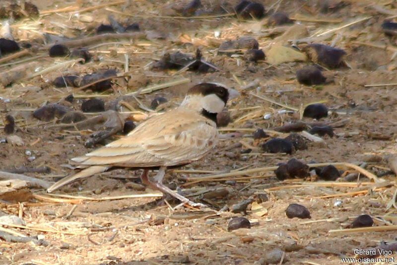 Black-crowned Sparrow-Lark male adult