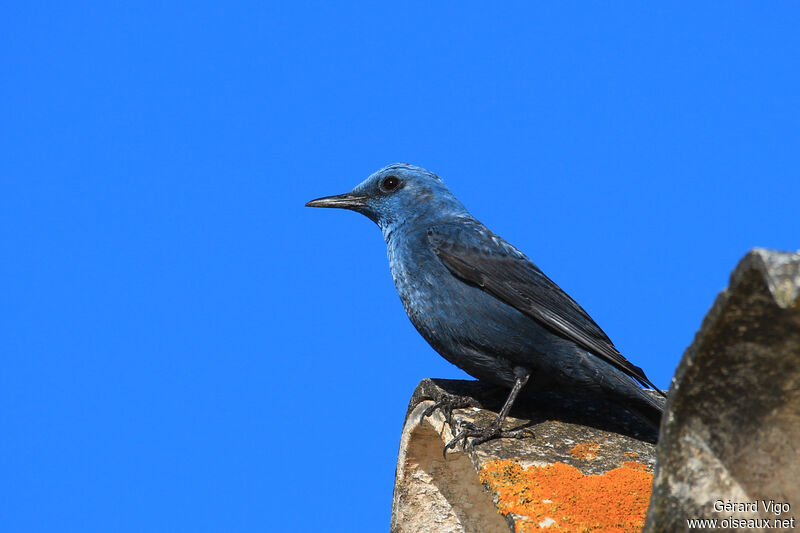 Monticole bleu mâle adulte