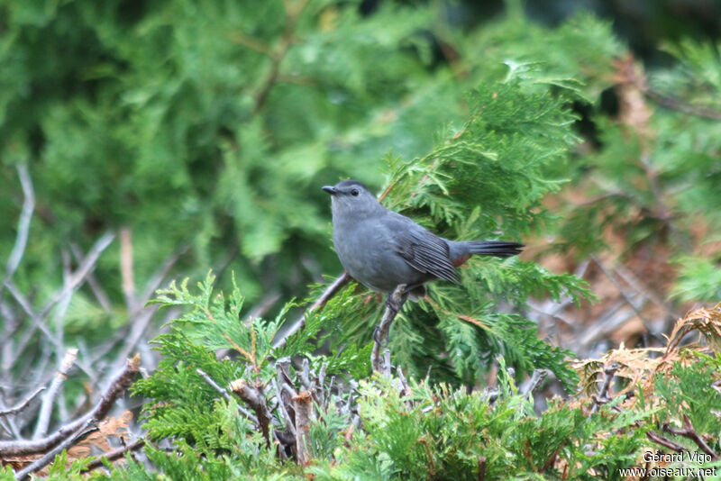 Grey Catbirdadult