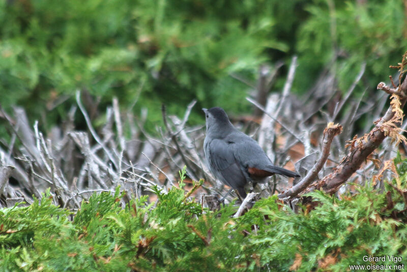 Grey Catbirdadult