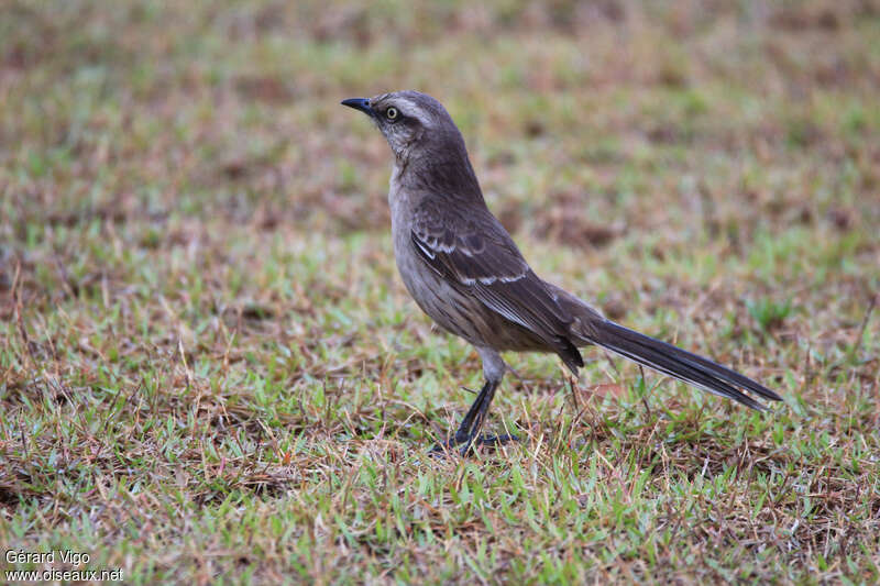 Moqueur plombéimmature, identification