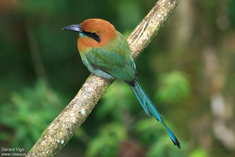 Broad-billed Motmotadult, identification