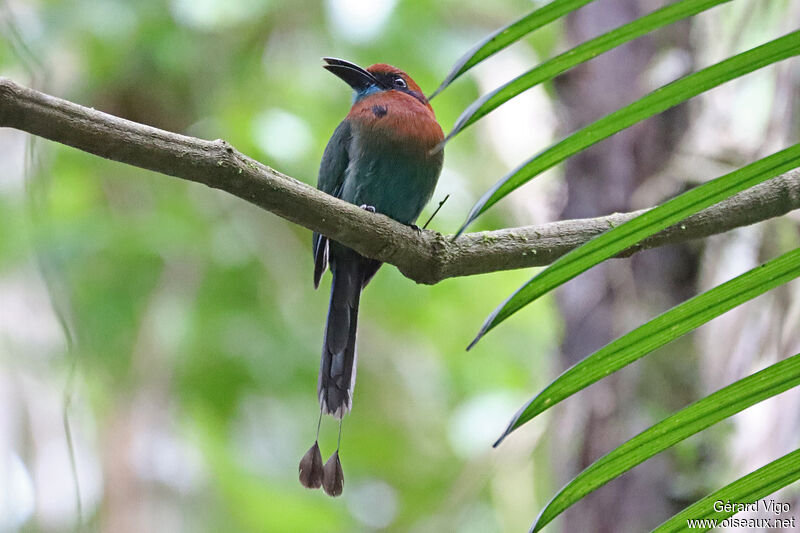 Broad-billed Motmotadult