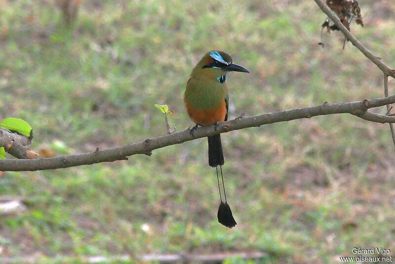 Motmot à sourcils bleusadulte