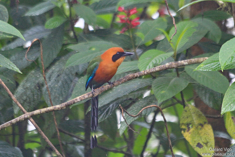 Motmot rouxadulte