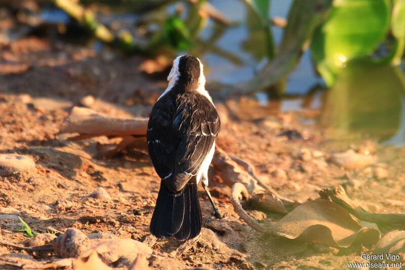 Black-backed Water Tyrantadult