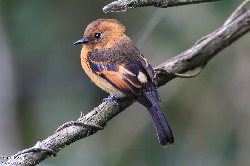 Cinnamon Flycatcheradult, identification