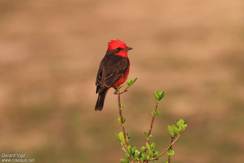 Scarlet Flycatcher male adult, identification