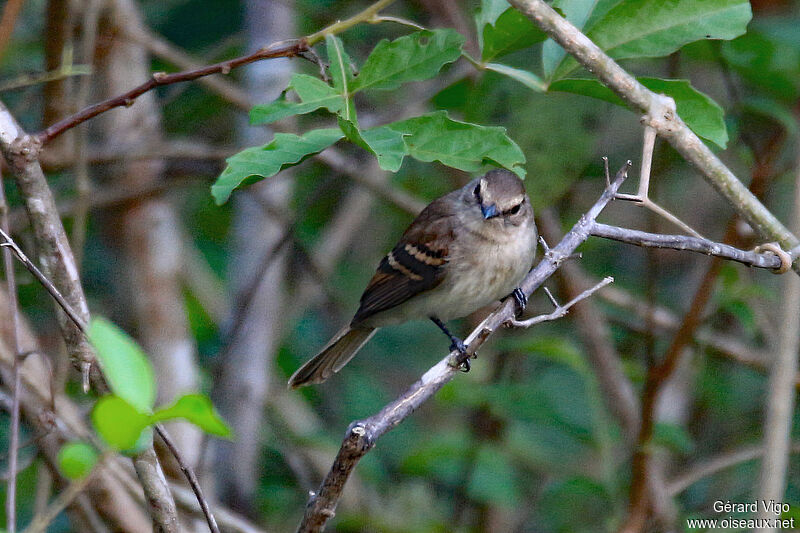 Fuscous Flycatcheradult