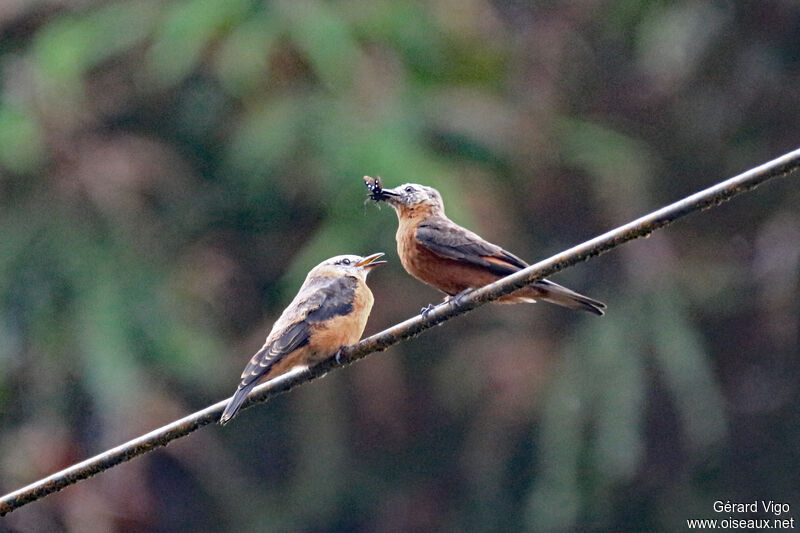 Cliff Flycatcher