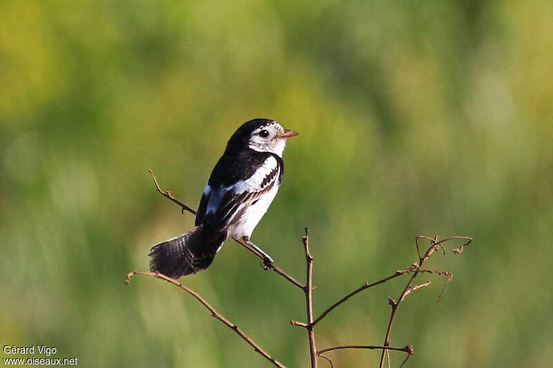 Cock-tailed Tyrant male adult, identification