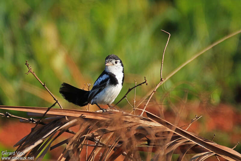 Cock-tailed Tyrant male adult