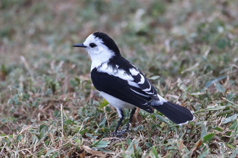 Pied Water Tyrantadult