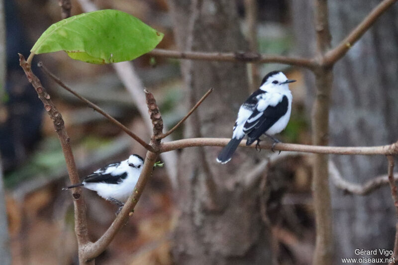 Pied Water Tyrantadult