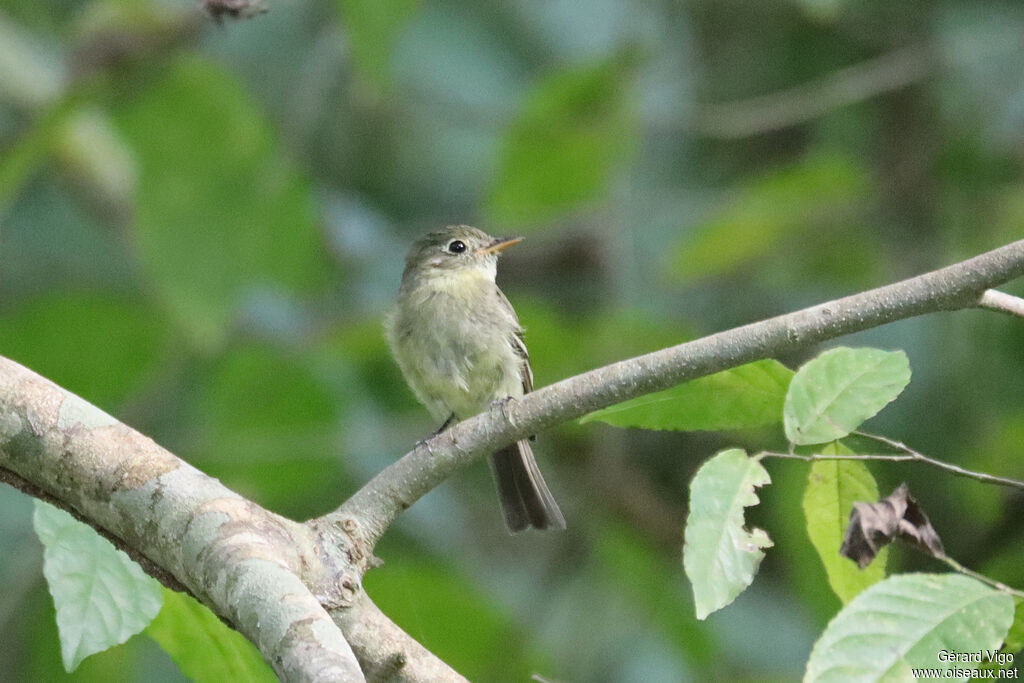 Least Flycatcher