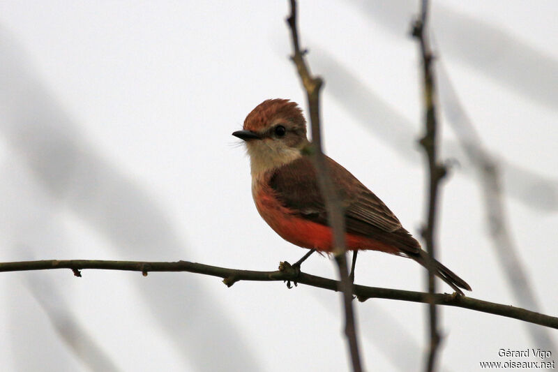 Vermilion Flycatcher female adult