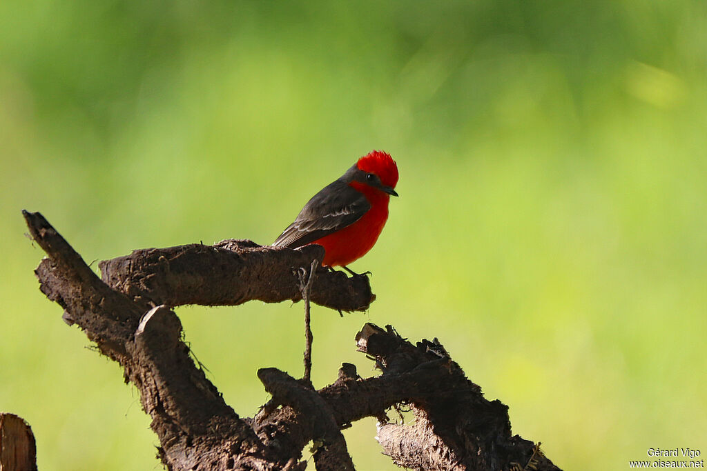 Moucherolle vermillon mâle adulte