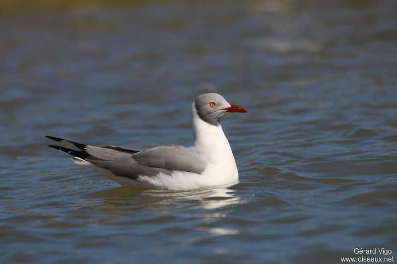 Mouette à tête griseadulte