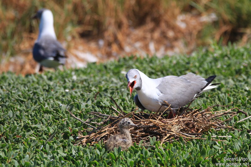 Grey-headed Gull