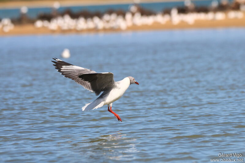 Mouette à tête griseadulte, Vol