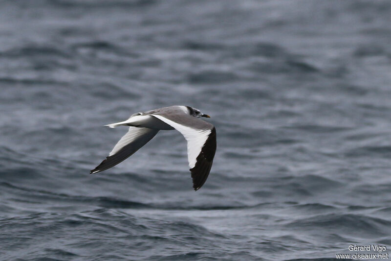 Mouette de Sabineadulte, Vol